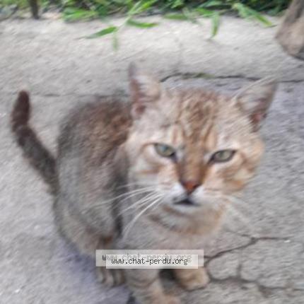 Photo 1/1 Chat retrouvé Perdu à Henin beaumont