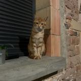 Photo de chat perdu à St Genis Sur Menthon