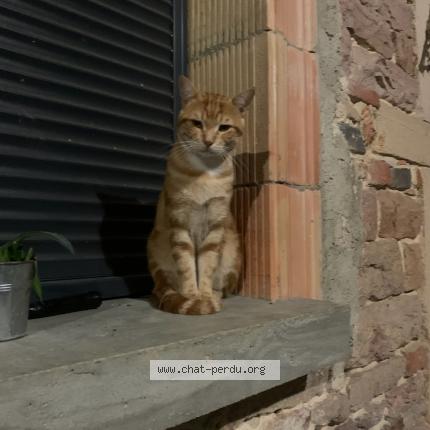 Photo 1/1 Chat retrouvé Perdu à St genis sur menthon