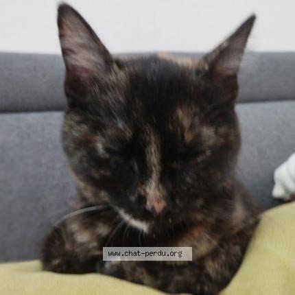 Photo de chat perdu à Sainte Marie La Mer
