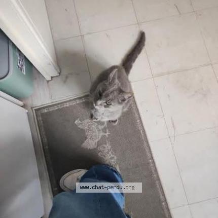 Photo de chat trouvé à Auch