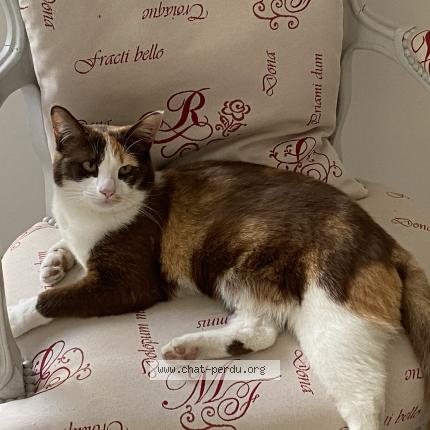 Photo de chat perdu à Tresses