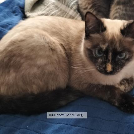 Photo de chat perdu à Pluguffan