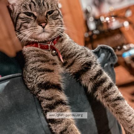 Photo 1/1 mckellar queennie Chat perdu à Chamonix mont blanc