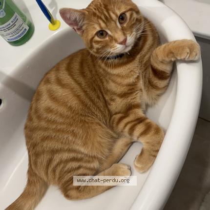 Photo de chat perdu à Aulnay Sous Bois