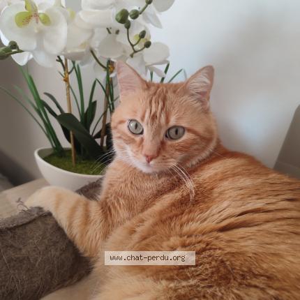 Photo de chat perdu à Leves