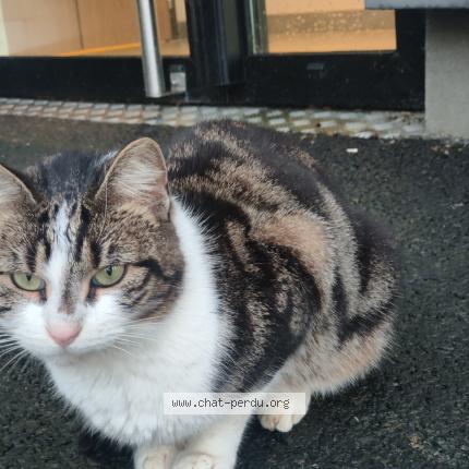 Photo de chat trouvé à Mayenne
