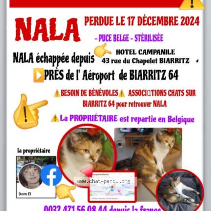 Photo de chat perdu à Biarritz