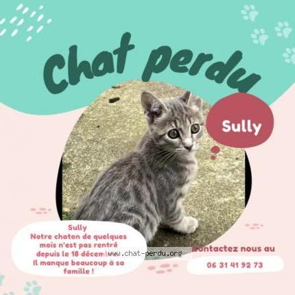 Photo de chat perdu à Pringy