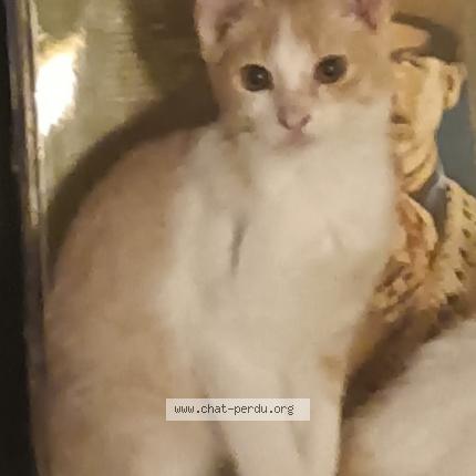 Photo de chat perdu à Montpellier
