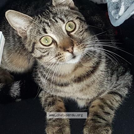 Photo de chat perdu à Wattignies