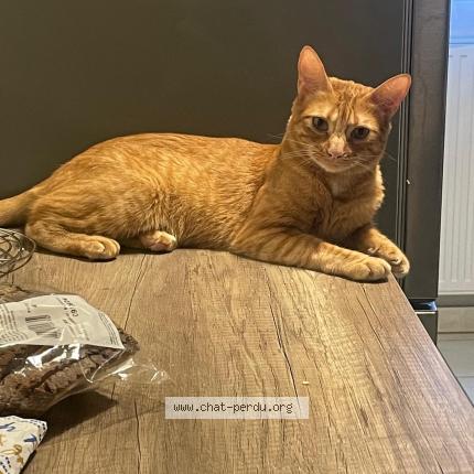 Photo de chat perdu à Lyon