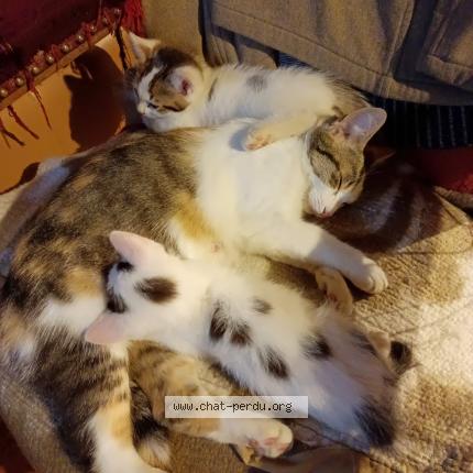 Photo 1/1 Toulouse Chat perdu à Avesse