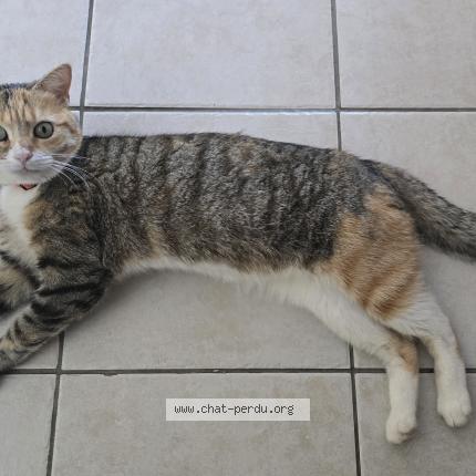Photo de chat perdu à Le Pradet