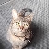 Photo de chat perdu à Valenciennes