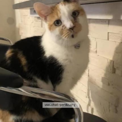 Photo de chat perdu à Pompey