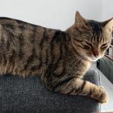 Photo de chat perdu à Amberieu En Bugey