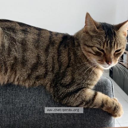 Photo 1/1 Chat retrouvé Perdu à Amberieu en bugey