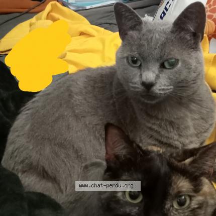 Photo 1/1 Chat retrouvé Perdu à Lannion 22300