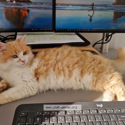 Photo de chat perdu à La Rochelle