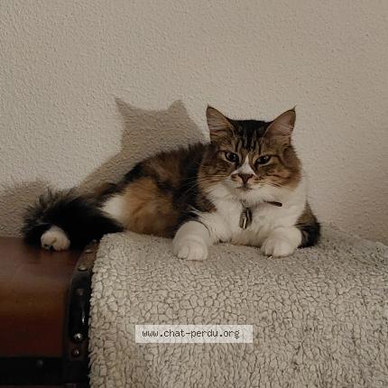 Photo 1/1 Chat retrouvé Perdu à Montpellier