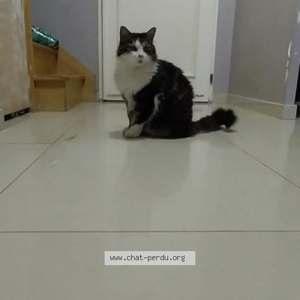 Photo de chat perdu à Andonville