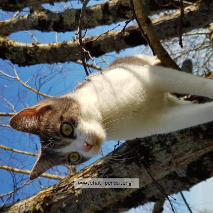 Photo de chat perdu à Casseneuil