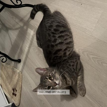 Photo de chat perdu à Le Rheu