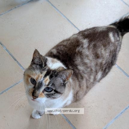 Photo de chat perdu à Breteil