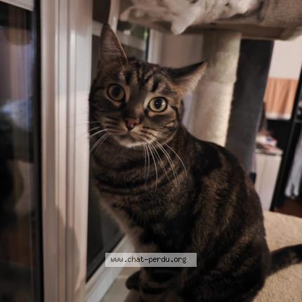 Photo de chat perdu à Le Raincy