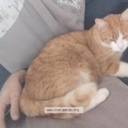 Photo de chat perdu à Ceyrat