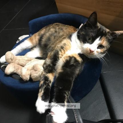 Photo 1/1 Chat retrouvé Perdu à Metz