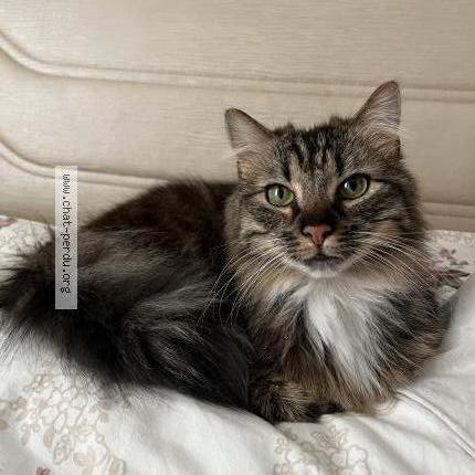 Photo de chat perdu à Villepinte