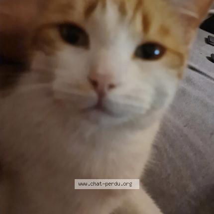 Photo de chat perdu à Meung Sur Loire