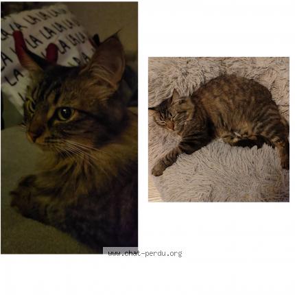 Photo 1/1 Chat retrouvé Perdu à Clermont Ferrand
