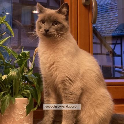 Photo de chat perdu à Zellenberg