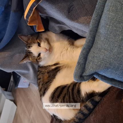 Photo de chat perdu à Angers