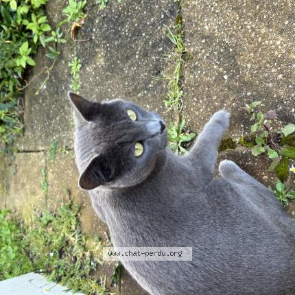 Photo de chat perdu à Nantes