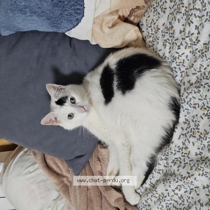 Photo de chat perdu à Caen