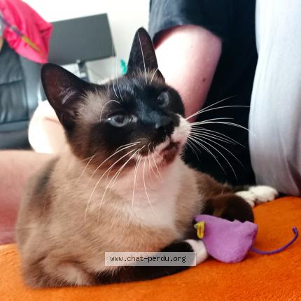 Photo 1/1 Chat retrouvé Perdu à Brest