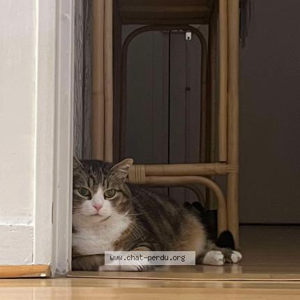Photo de chat perdu à Paris