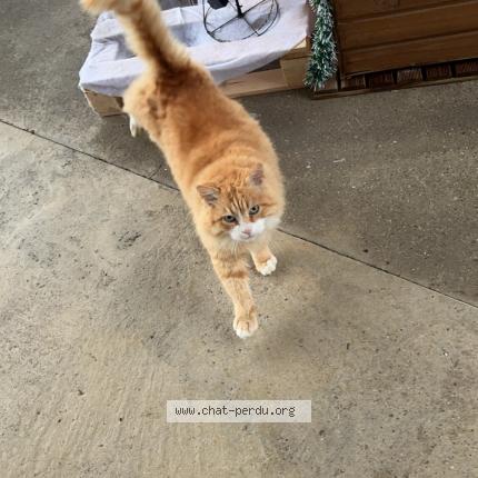 Photo de chat perdu à Lavardac