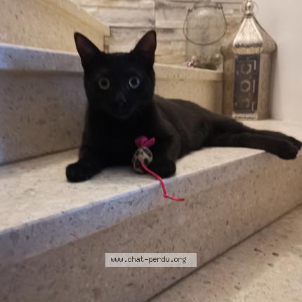 Photo de chat perdu à Saint Jacques De La Lande