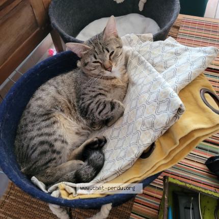 Photo de chat perdu à Escale