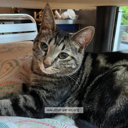 Photo de chat perdu à Salinelles