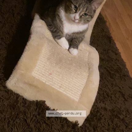Photo de chat perdu à Nantes