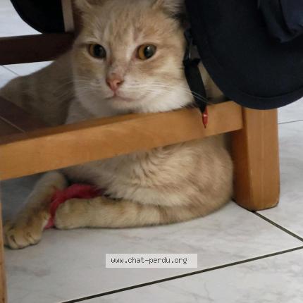 Photo de chat perdu à Vertou