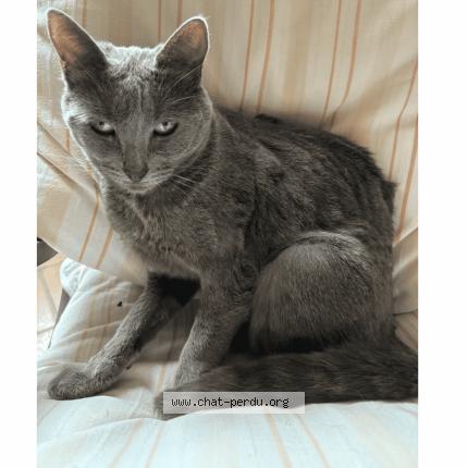 Photo 1/1 Chat retrouvé Perdu à Darvault