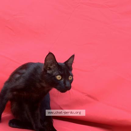 Photo 1/1 Chat retrouvé Perdu à Toulouse