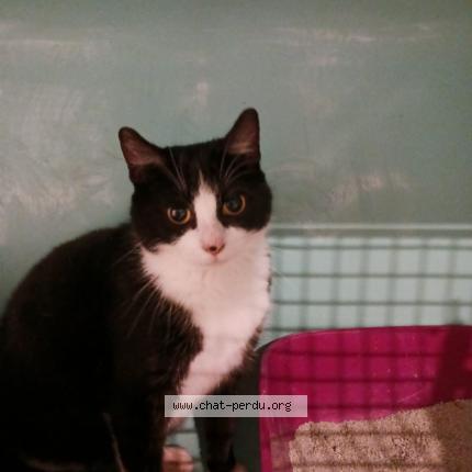 Photo de chat perdu à Nantes